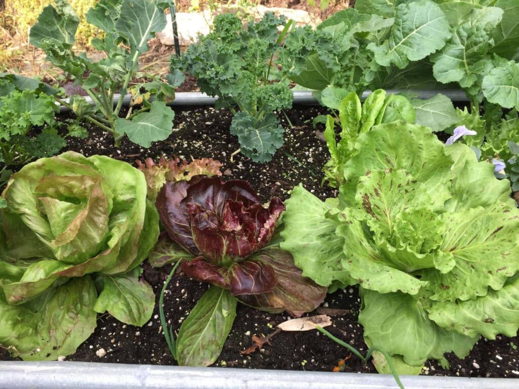 Winter vegetables growing in a wicking bed.