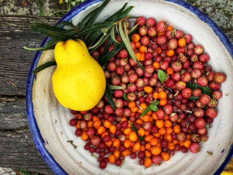 A small portion of a huge harvest: quince, chilean guavas, sea buckthorn, autumn olives.