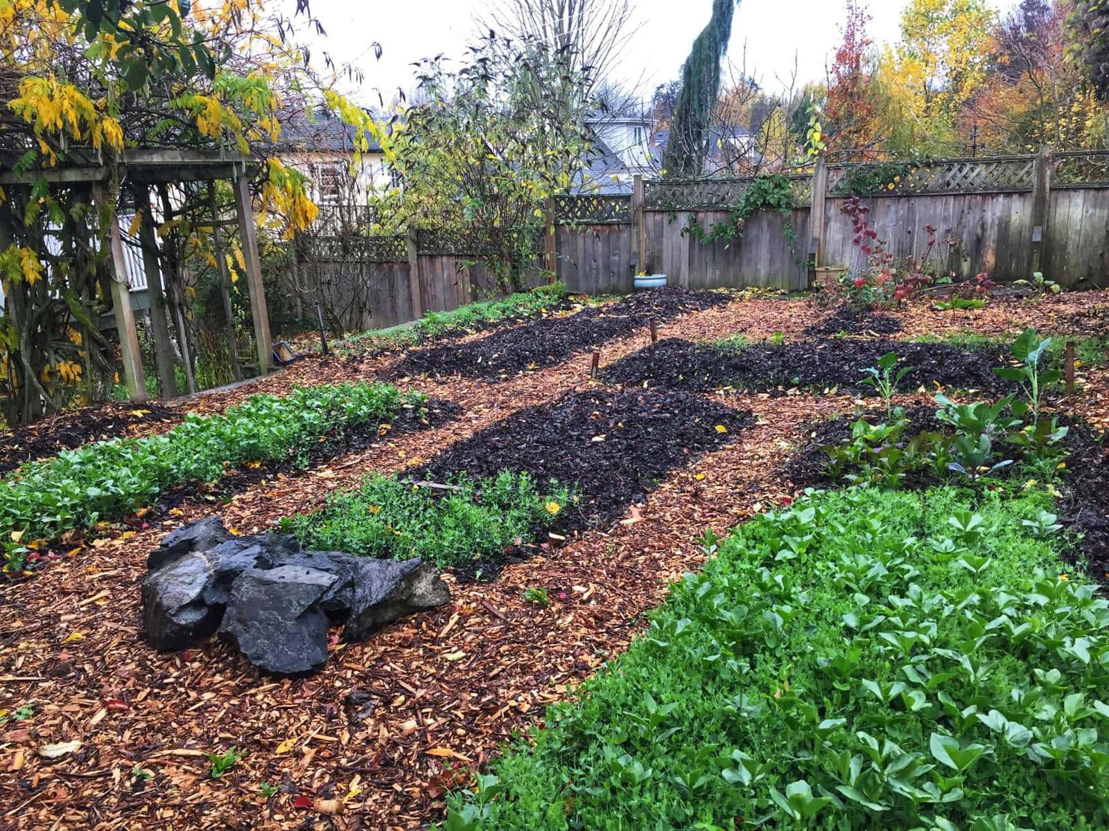 A friend of a friend contacted us about having us grow food in their backyard. With the help of our backyard gardening class we've transformed it into a micro-farm.