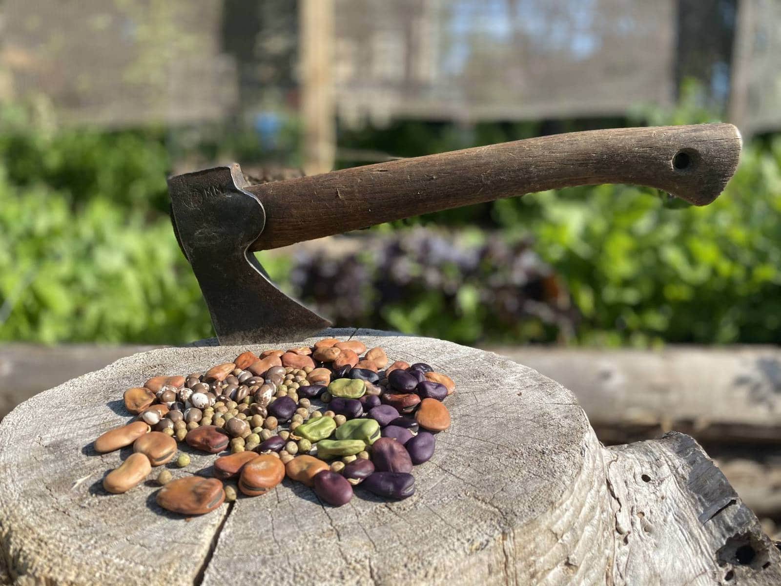 A hatchet and seeds on a stump