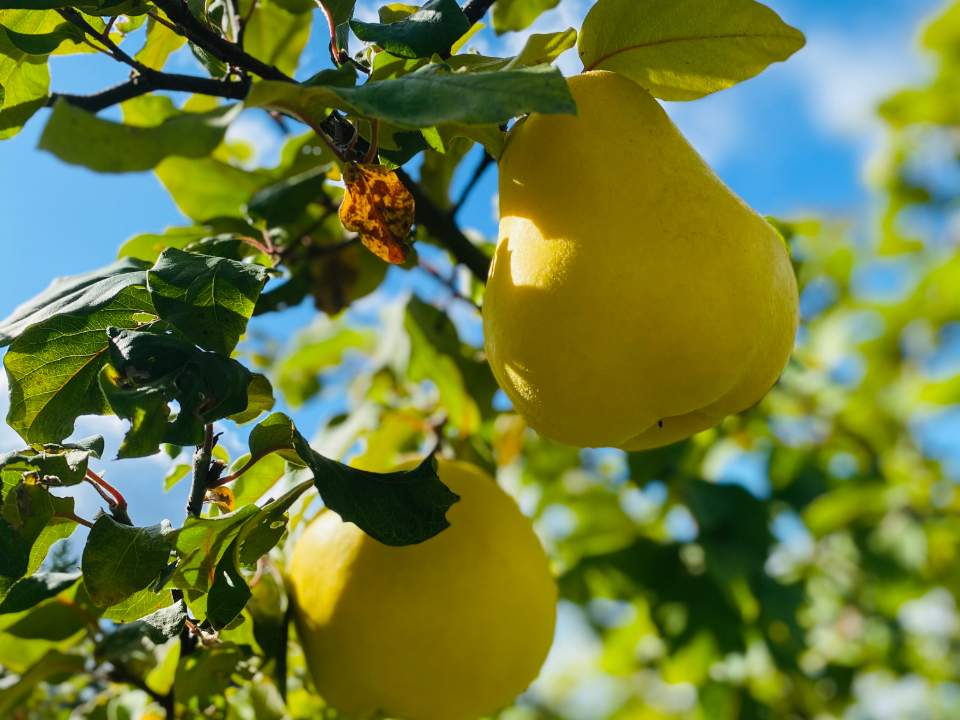 Pears