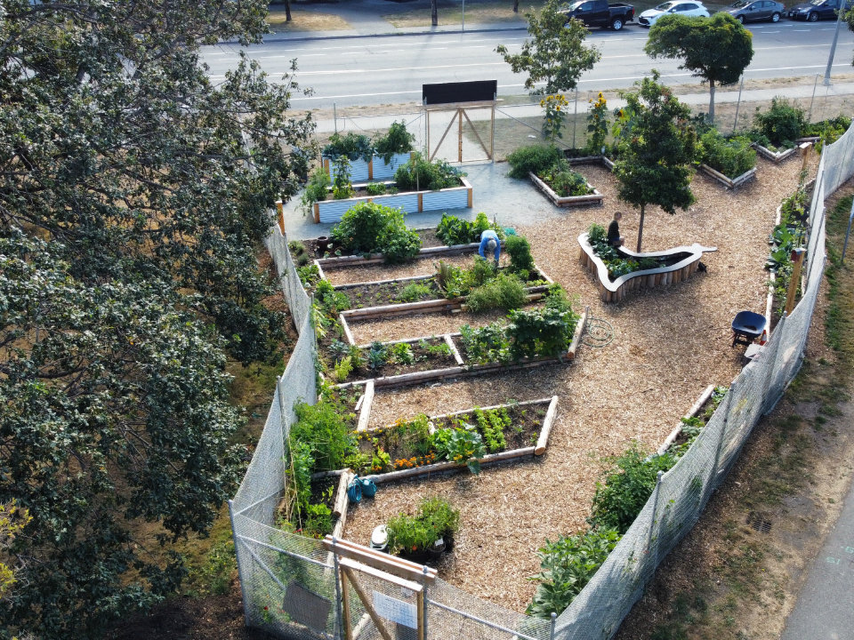 Aerial view of a vibrant community garden with raised beds and diverse plants.