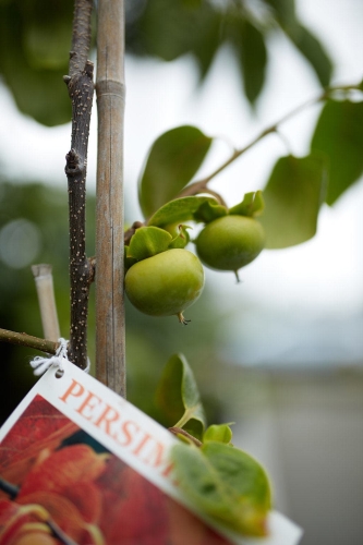 permablitz-summer201610